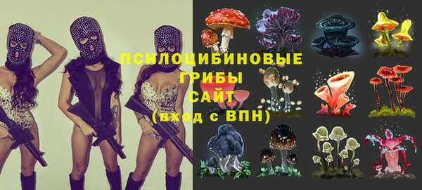 гидра Михайловка